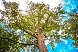 How Our Tree Care Process Works  in  Cascade Locks, OR