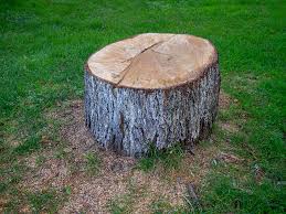 Cascade Locks, OR Tree Care Company