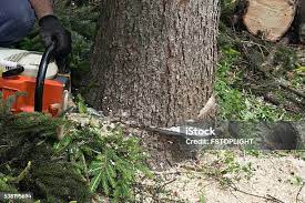 Pest Control for Lawns in Cascade Locks, OR