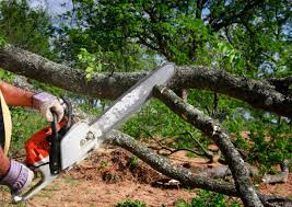 Professional Tree Care in Cascade Locks, OR