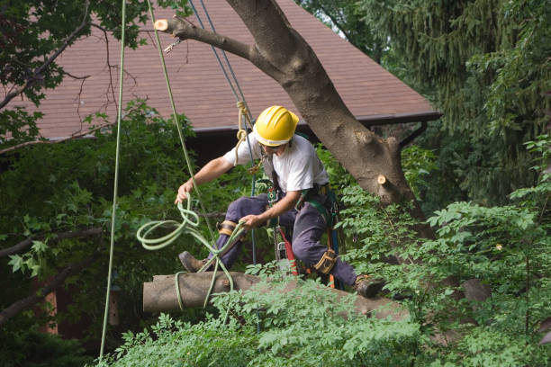Lawn Irrigation Installation and Maintenance in Cascade Locks, OR