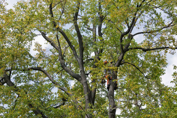 Best Utility Line Clearance  in Cascade Locks, OR